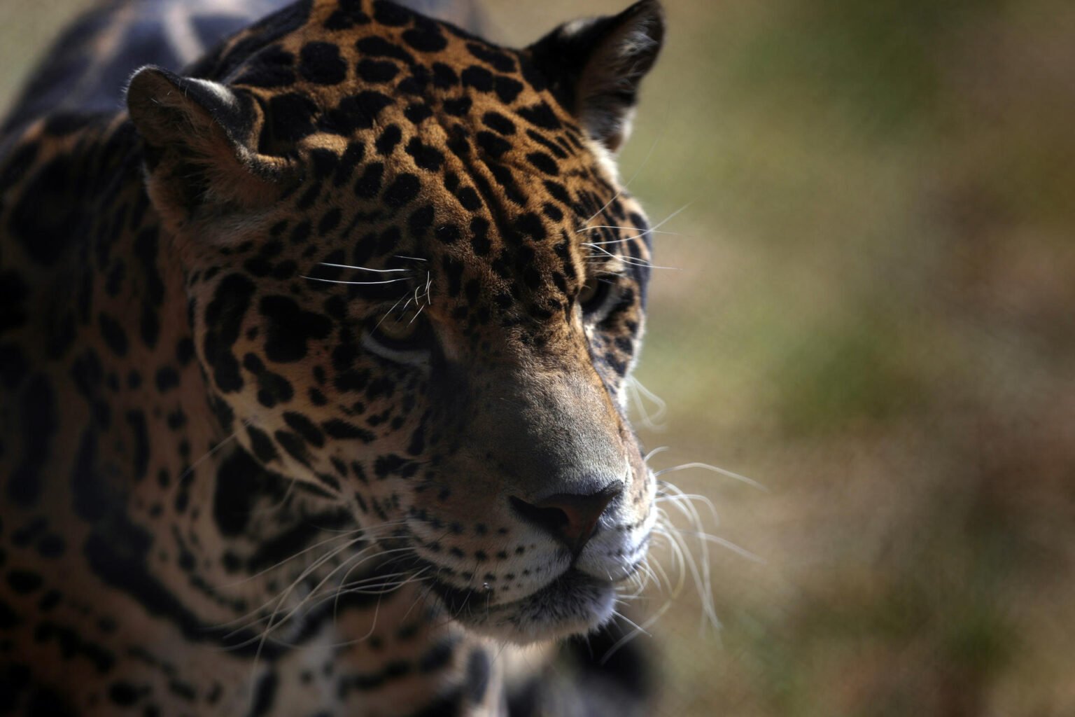 Aumento de jaguares en las reservas naturales de Yucatán