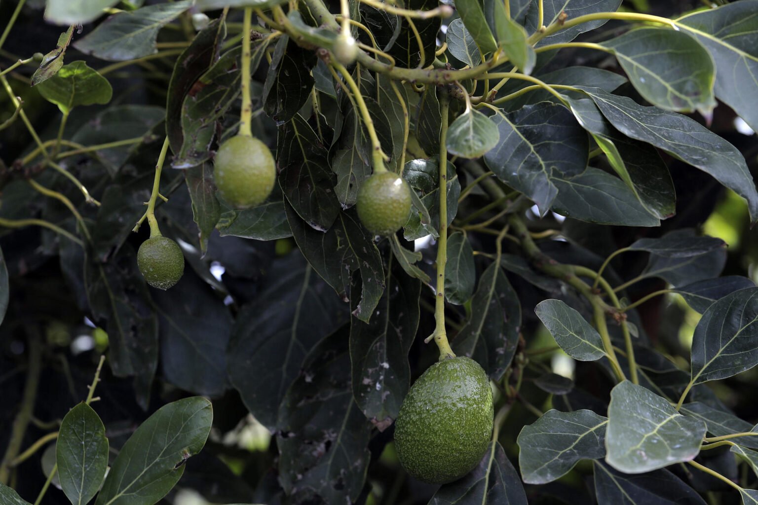 Crisis de seguridad en Michoacán por el Super Bowl y la exportación de aguacate