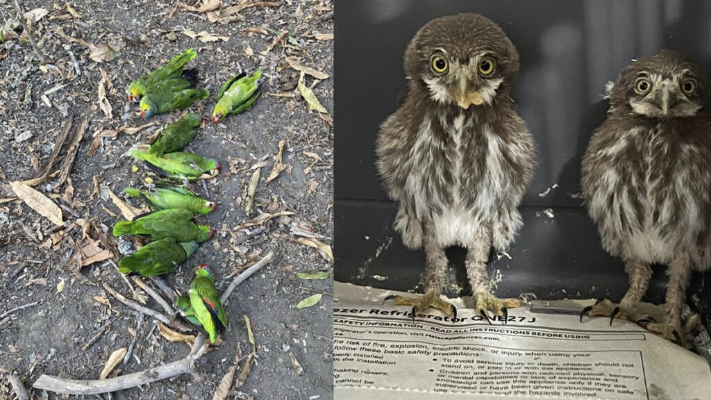 Segunda onda de calor en México: Afectaciones en aves silvestres y recomendaciones de rescate