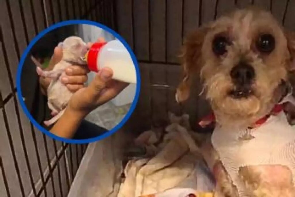 Cereza y Cerecito: La increíble recuperación de los sobrevivientes de la explosión en Iztapalapa